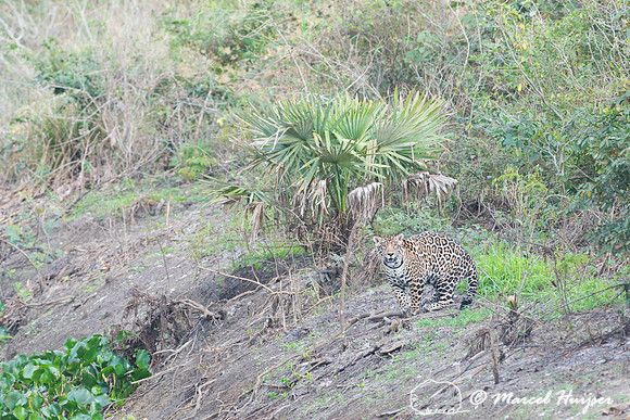 Female jaguar (Panthera onca), Pantanal, Brazil. Near threatened