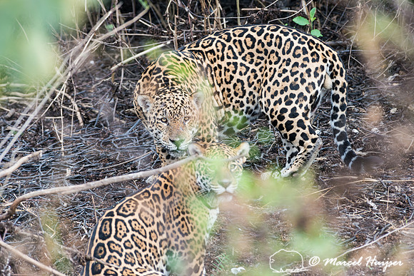 Female (down) and male (up) jaguar (Panthera onca) just after ma