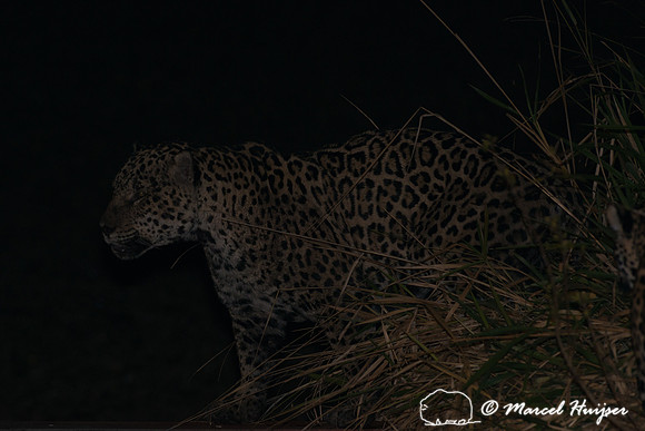 Male jaguar (Panthera onca) mate guarding female jaguar, Pantana