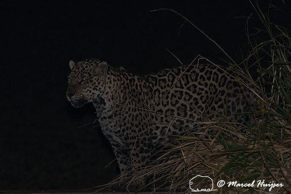 Male jaguar (Panthera onca) mate guarding female jaguar, Pantana