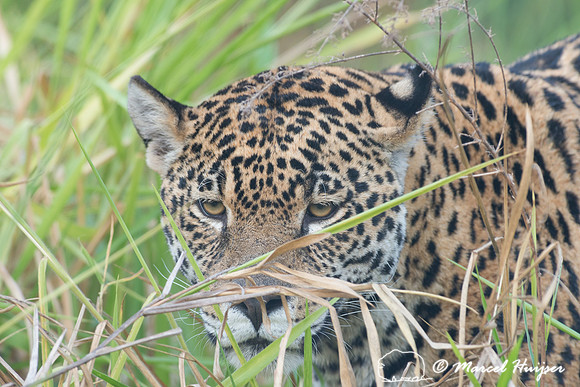 Captive jaguar (Panthera onca), fazenda Vera Lúcia, Rio Negro,