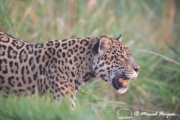 Captive jaguar (Panthera onca), fazenda Vera Lúcia, Rio Negro,