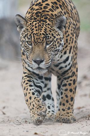 Captive jaguar (Panthera onca), fazenda Vera Lúcia, Rio Negro,