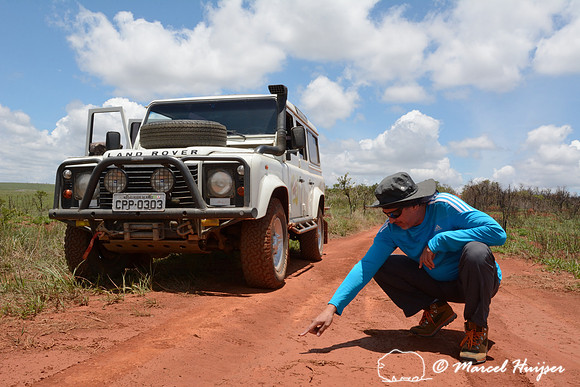 Marcello from Canastra 4x4 spots tracks from a hoary fox (Lycalopex vetulus), Parque Nacional da Serra da Canastra, Minas Gerais, Brazil