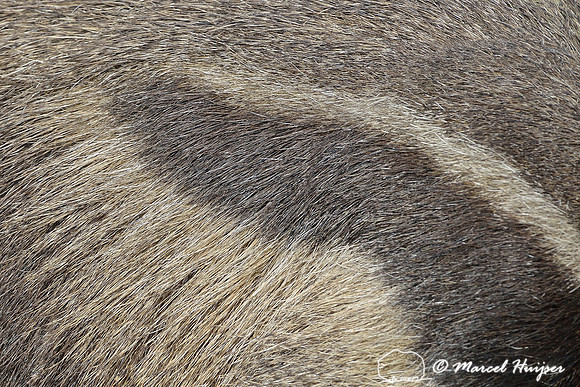 Giant anteater (Myrmecophaga tridactyla), Parque Nacional da Serra da Canastra, Minas Gerais, Brazil