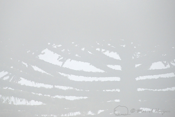 Brazilian pine (Araucaria angustifolia) in fog, Parque Nacional de Aparados da Serra, Rio Grande do Sul, Brazil
