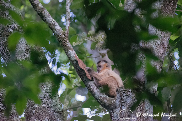 Black-striped capuchin (Cebus libidinosus), young foraging, Parq