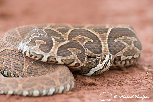 Crossed pit viper (Bothrops alternatus)