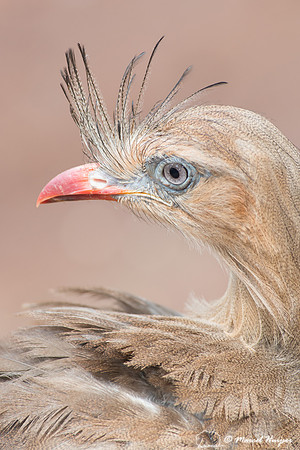 Red-legged seriema  (Cariama cristata), Brazil