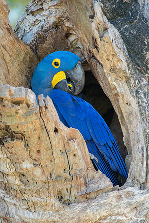 Hyacinth macaw (Anodorhynchus hyacinthinus), Pantanal, Mato Gros