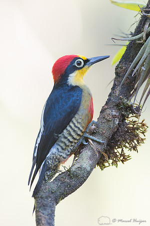Yellow-fronted woodpecker (Melanerpes flavifrons) male, São Pau