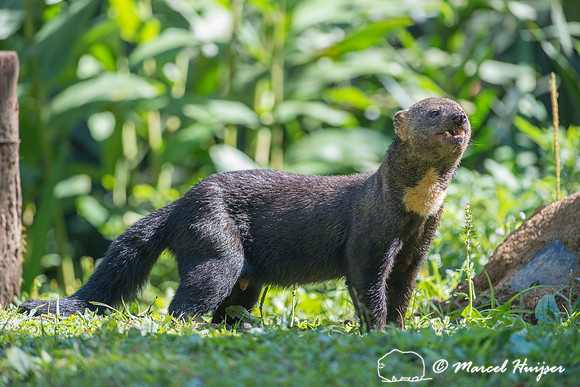 Tayra (Eira barbara), São Paulo, Brazil