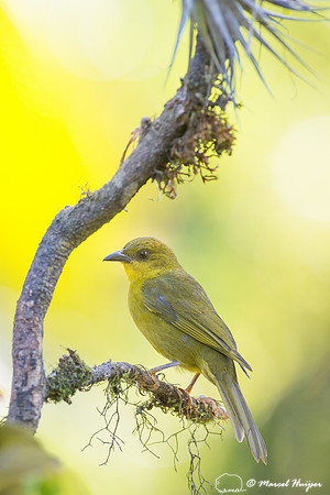 Olive-green tanager (Orthogonys chloricterus), São Paulo, Brazi