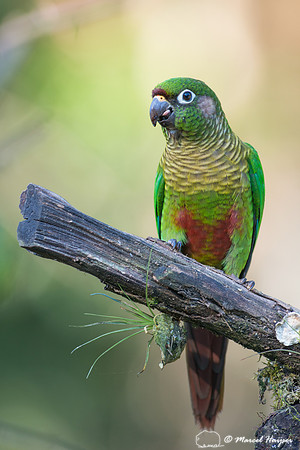 Maroon-bellied parakeet (Pyrrhura frontalis), São Paulo, Brazil