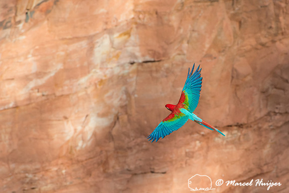 Red-and-green macaw (Ara chloropterus), Mato Grosso do Sul, Brazil