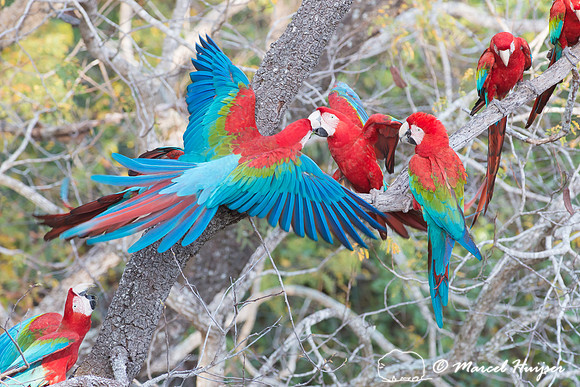 Red-and-green macaw (Ara chloropterus), Mato Grosso do Sul, Braz