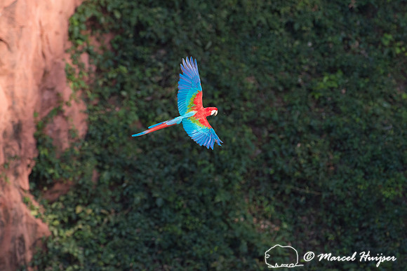 Red-and-green macaw (Ara chloropterus), Mato Grosso do Sul, Braz