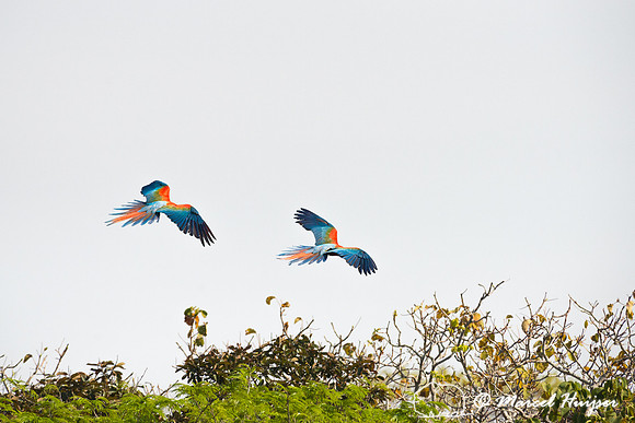 Red-and-green macaw (Ara chloropterus), Mato Grosso do Sul, Braz