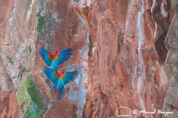 Red-and-green macaw (Ara chloropterus), Mato Grosso do Sul, Braz