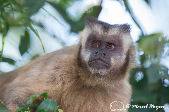 Black-capped capuchin (Sapajus apella), Mato Grosso do Sul, Braz