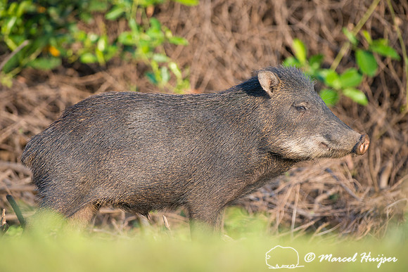 White-lipped peccary (Tayassu pecari), Rio Negro, Mato Grosso do
