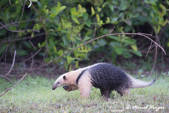 Southern tamandua (Tamandua tetradactyla), Rio Negro, Pantanal,