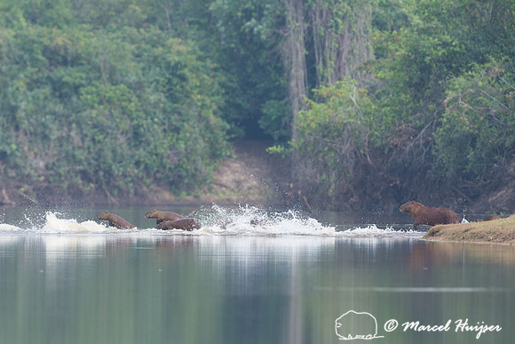 Capybara (Hydrochoerus hydrochaeris), Rio Negro, Pantanal, Mato