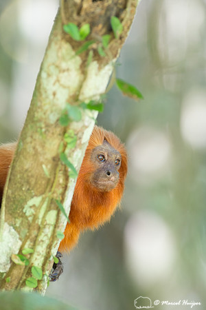 Golden lion tamarin (Leontopithecus rosalia), Rio de Janeiro, Br