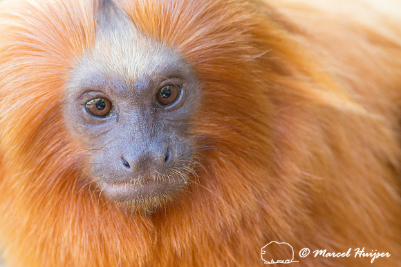 Golden lion tamarin (Leontopithecus rosalia), Rio de Janeiro, Br