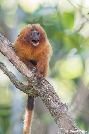 Golden lion tamarin (Leontopithecus rosalia), Rio de Janeiro, Br