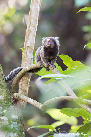 Common marmoset (Callithrix jacchus), Rio de Janeiro, Brazil