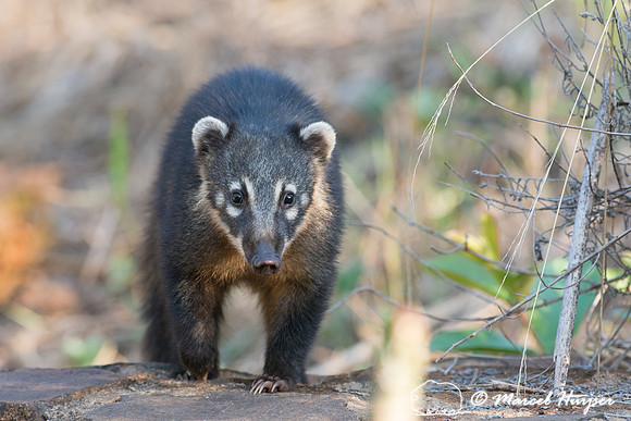 South American coati, or ring-tailed coati (Nasua nasua), Piraci