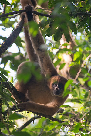 Southern muriqui or southern woolly spider monkey (Brachyteles a