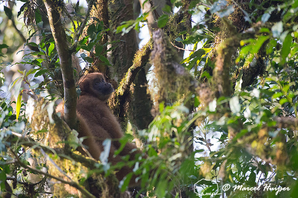 Southern muriqui or southern woolly spider monkey (Brachyteles a