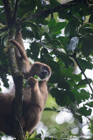 Southern muriqui or southern woolly spider monkey (Brachyteles a