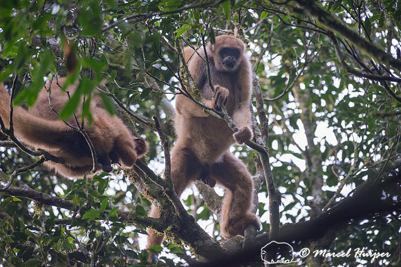 Southern muriqui or southern woolly spider monkey (Brachyteles a