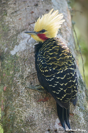Blond-crested woodpecker (Celeus flavescens), São Paulo, Brazil