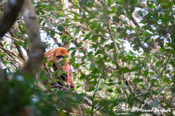 Brown howler monkey (Alouatta guariba), Carlos Botelho State Par