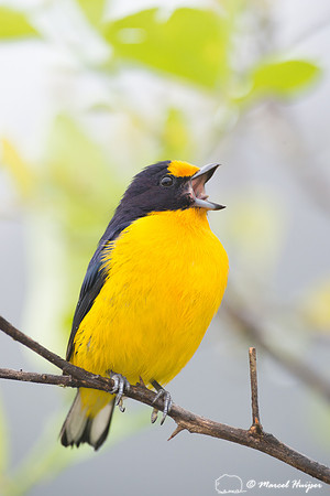 Violaceous euphonia (Euphonia violacea), Legado das Águas, São