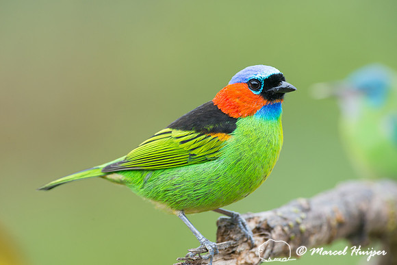 Red-necked tanager (Tangara cyanocephala), Legado das Águas, S