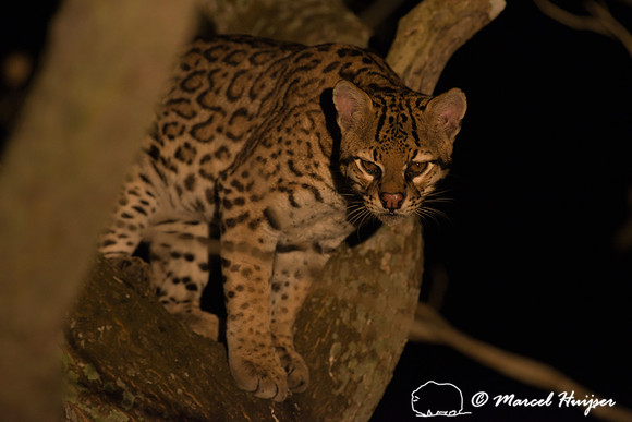 Ocelot (Leopardus pardalis) in tree, Pantanal, Brazil
