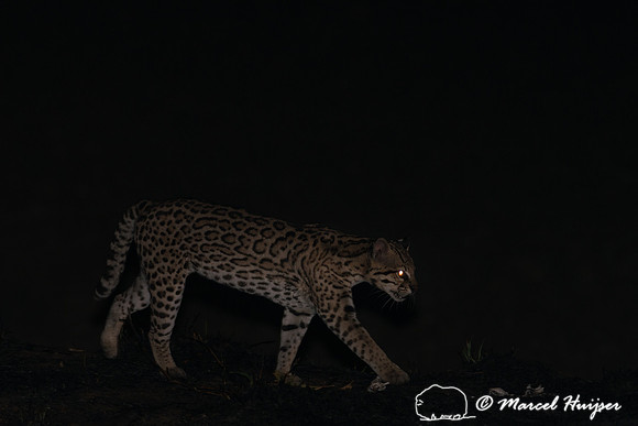 Ocelot (Leopardus pardalis), Pantanal, Brazil