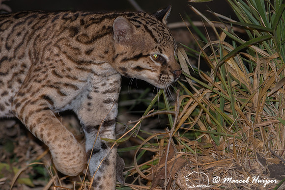 Ocelot (Leopardus pardalis), Pantanal, Brazil
