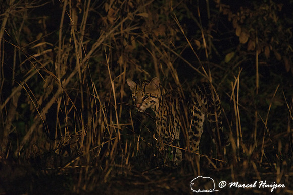 Ocelot (Leopardus pardalis), Pantanal, Brazil