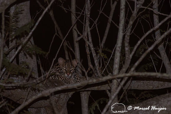 Ocelot (Leopardus pardalis) intree, Pantanal, Brazil