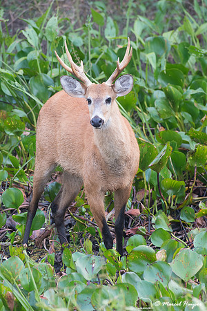 Marsh deer (Blastocerus dichotomus) male, Pantanal, Brazil. Vuln