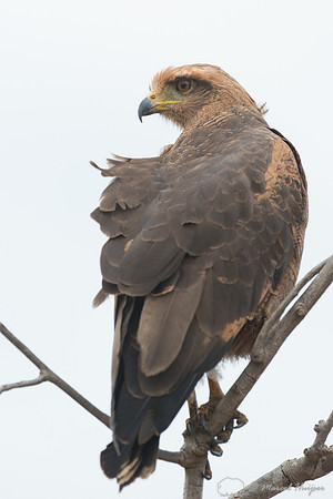 Savanna hawk (Buteogallus meridionalis), Pantanal, Brazil