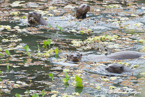 Giant river otter (Pteronura brasiliensis), Pantanal, Brazil. En