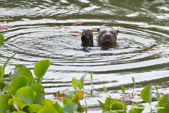 Giant river otter (Pteronura brasiliensis), Pantanal, Brazil. En