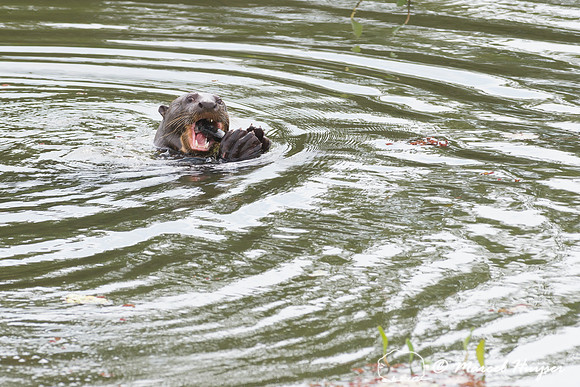 Giant river otter (Pteronura brasiliensis), Pantanal, Brazil. En